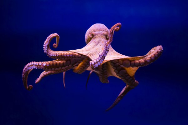 Kraken com зеркало