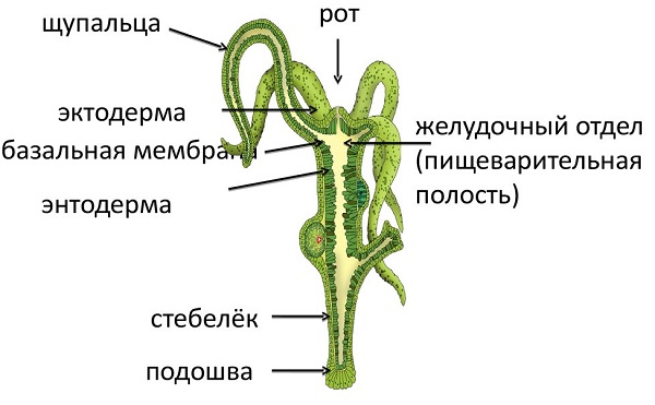 Кракен даркнет ссылка на сайт